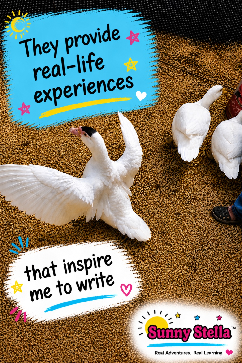 Muscovy ducks in an outdoor pen spark story-inspired learning and real-world experiences for me to write about. 